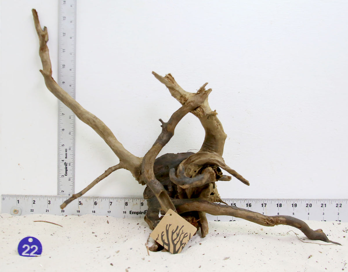 Black Spider Wood Aquarium Wood at SR Aquaristik