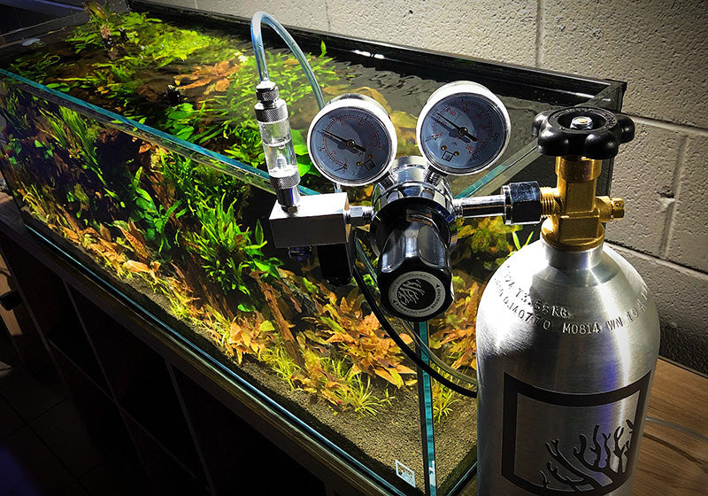 Common Mistakes to Avoid When Setting Up a Planted Aquarium