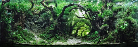 Aquascaping Tips