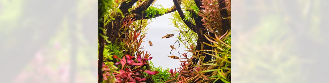 Benefits of Keeping an Aquarium