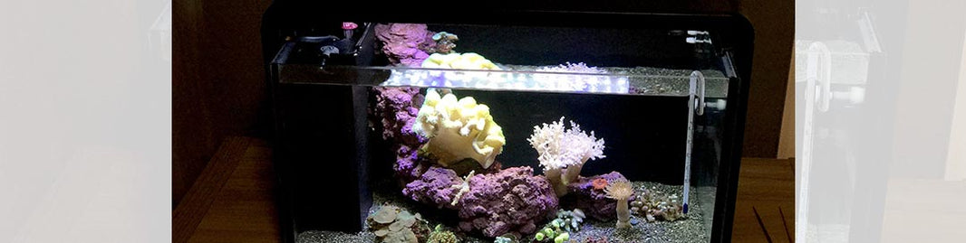 Exceptional Lighting System Promotes Tank Customization