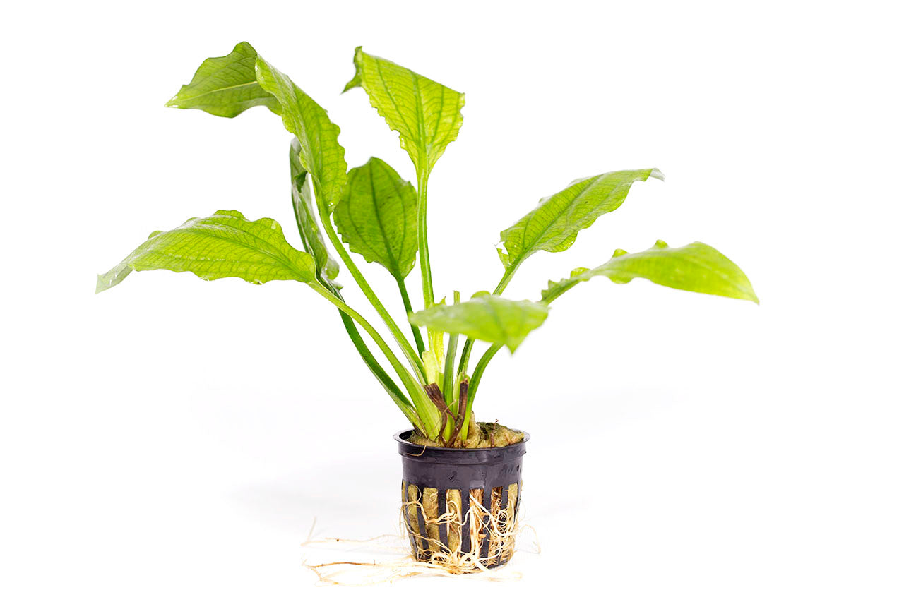 Potted Aquarium Plants