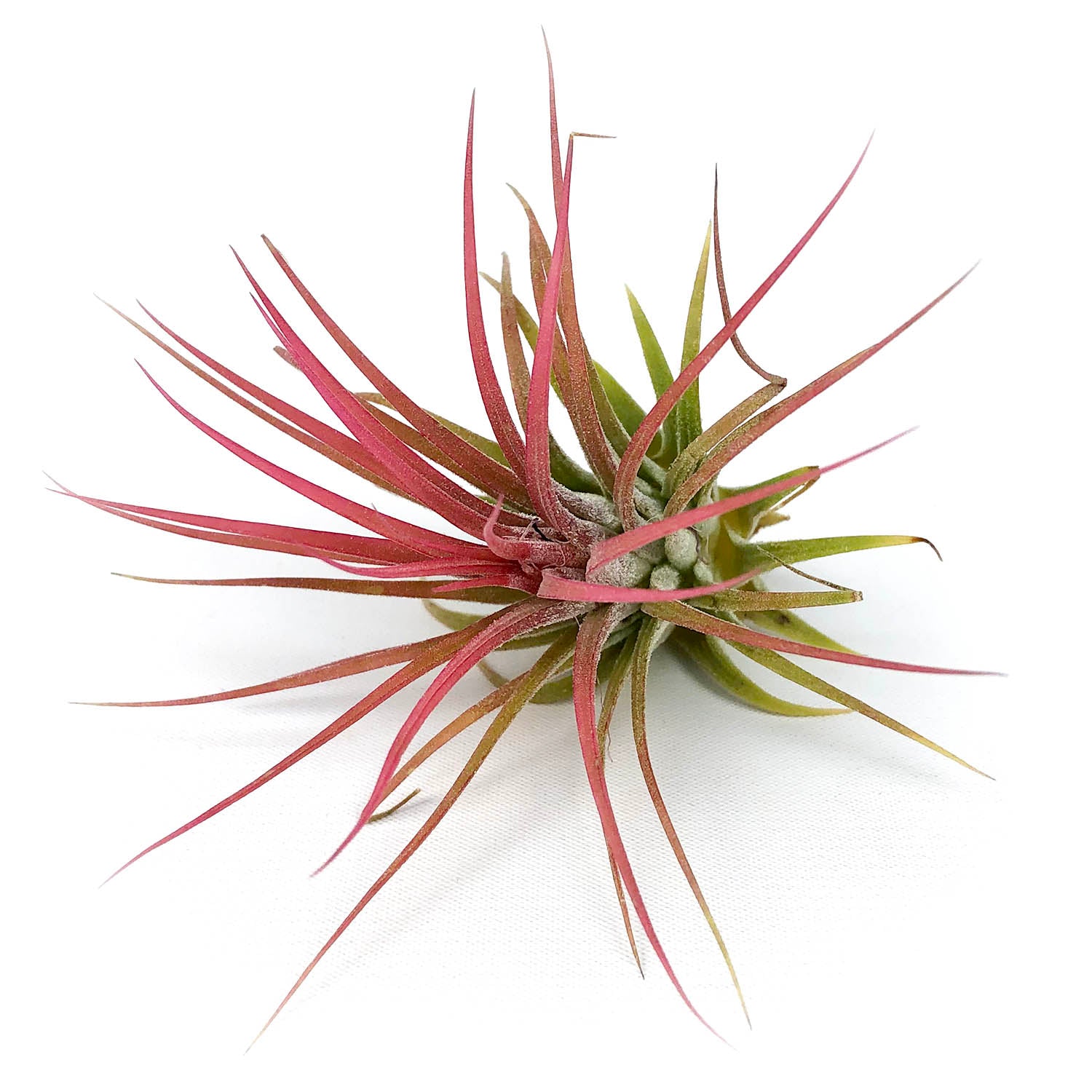 Air Plants
