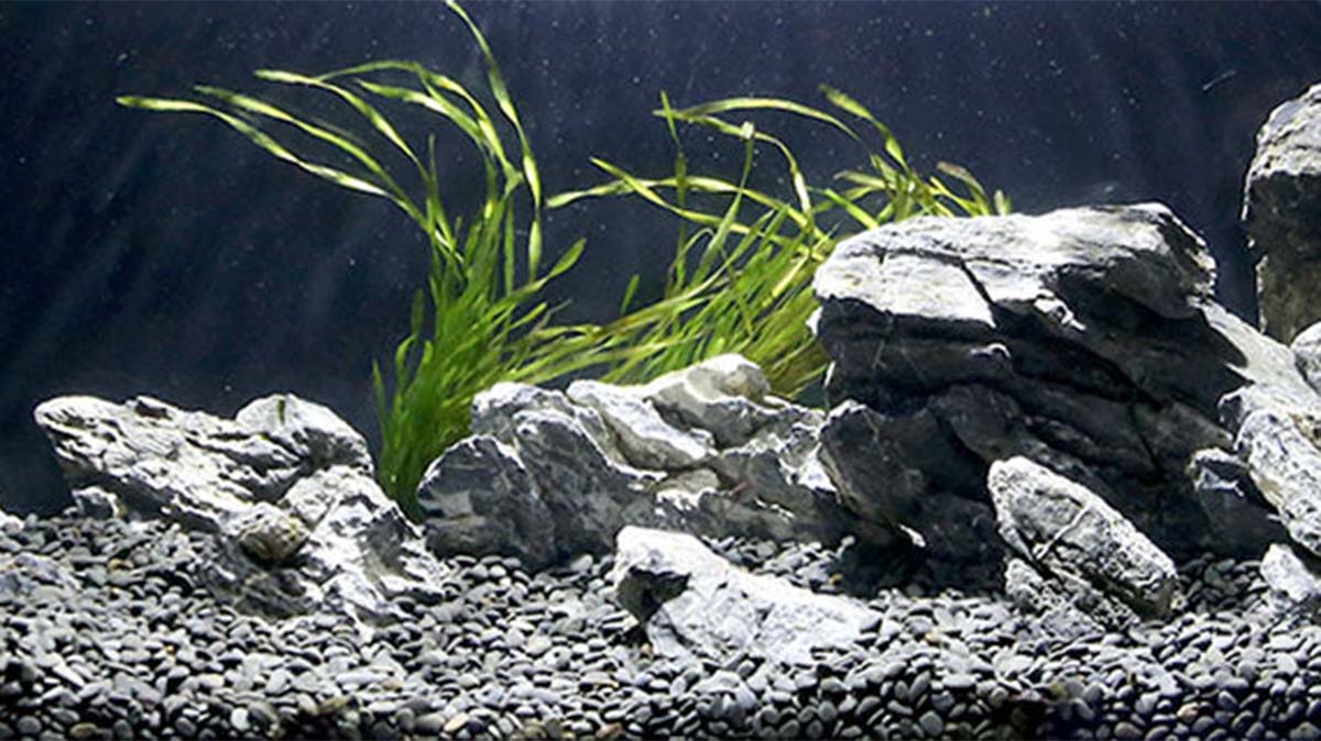 Aquarium Rocks, Stones, and Pebbles
