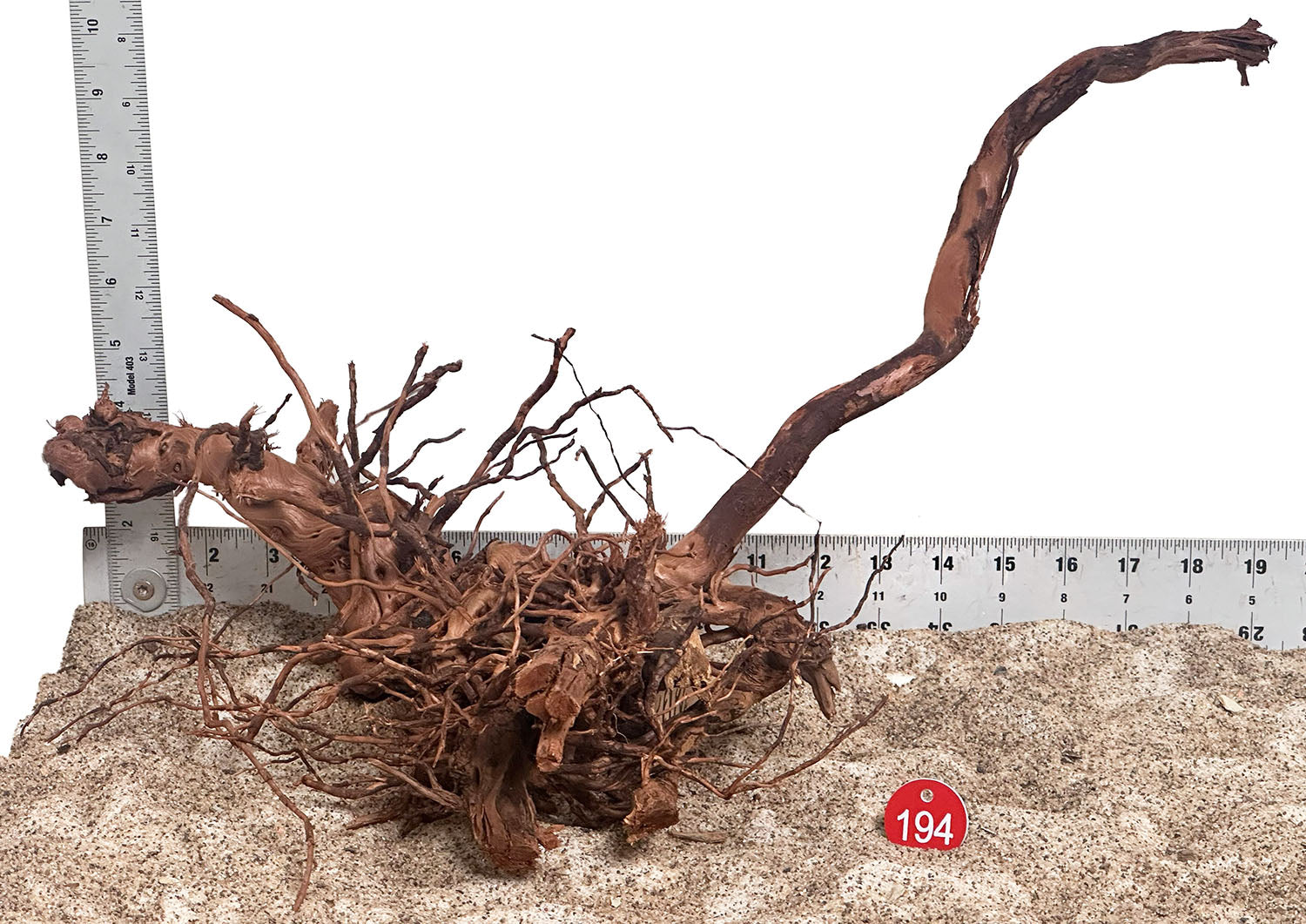 WYSIWYG 194RD - 260703 - Dragon Wood (Medium)