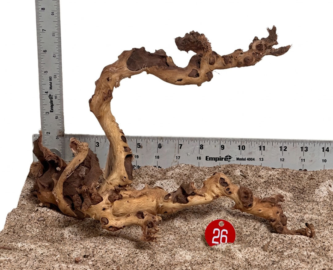 WYSIWYG 26RD - 261027 - Gnarly Wood (M)