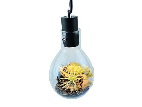 Luminarium Terrarium