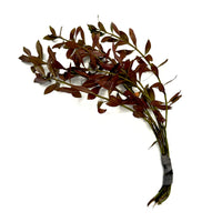 Thumbnail for Broad Leaf Ludwigia / 