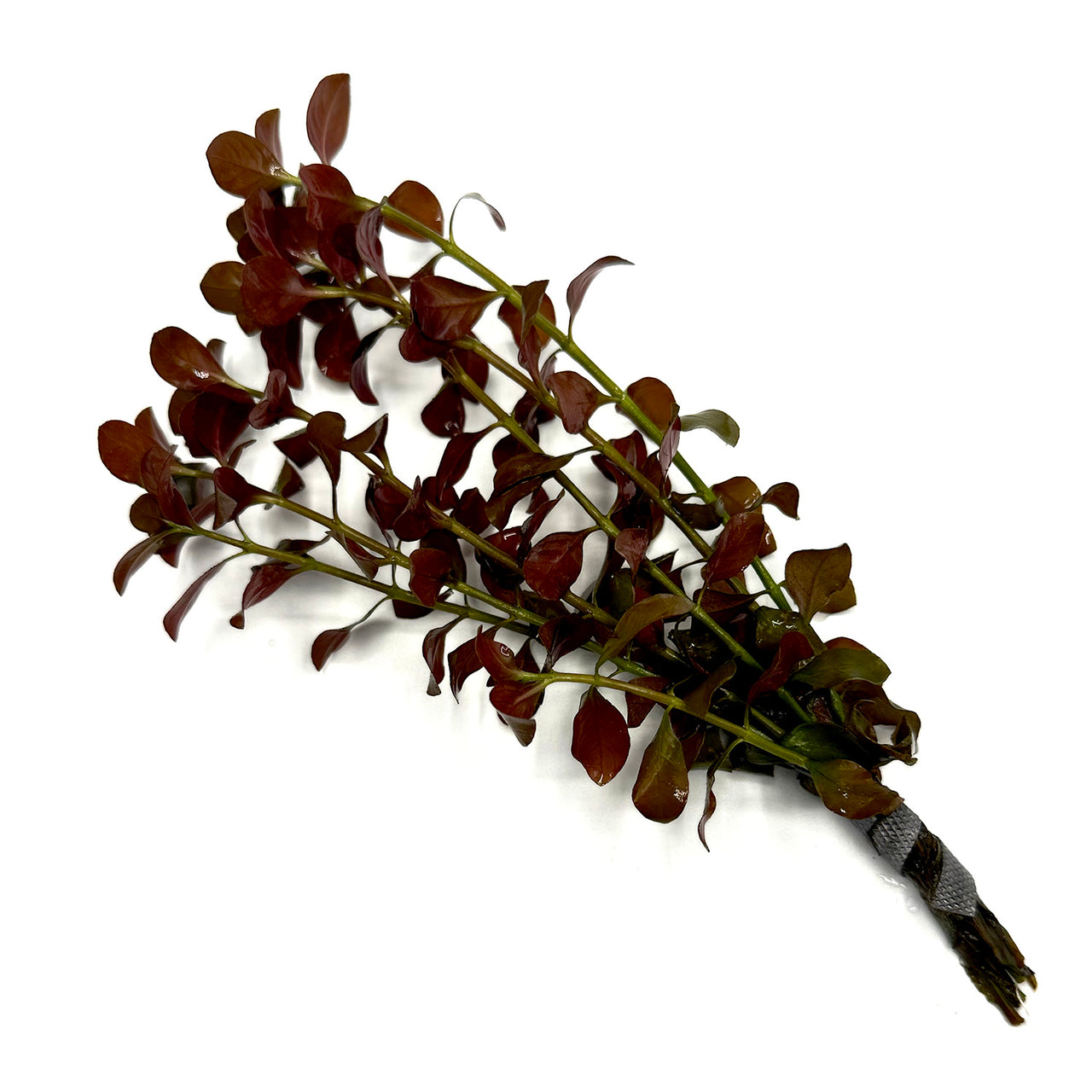 Narrow Leaf Ludwigia (Ludwigia palustris)