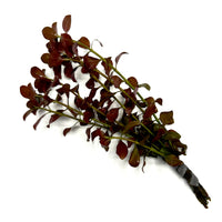 Thumbnail for Narrow Leaf Ludwigia (Ludwigia palustris)