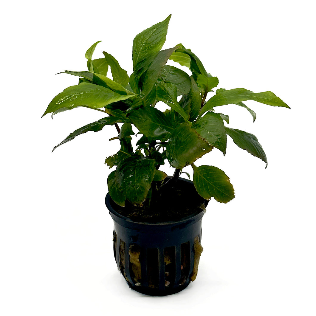 Hygrophila Compact (Hygrophila Corymbosa) Potted Plant