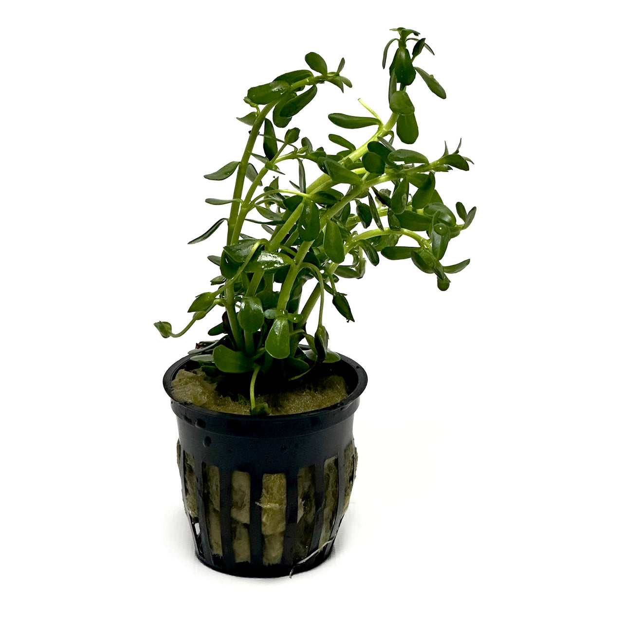 Moneywort (Bacopa Monnieri) Potted Plant