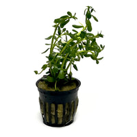 Thumbnail for Moneywort (Bacopa Monnieri) Potted Plant
