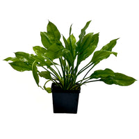 Thumbnail for Amazon Sword Plant (Mother Plant) E. grisebachii 'Bleherae'