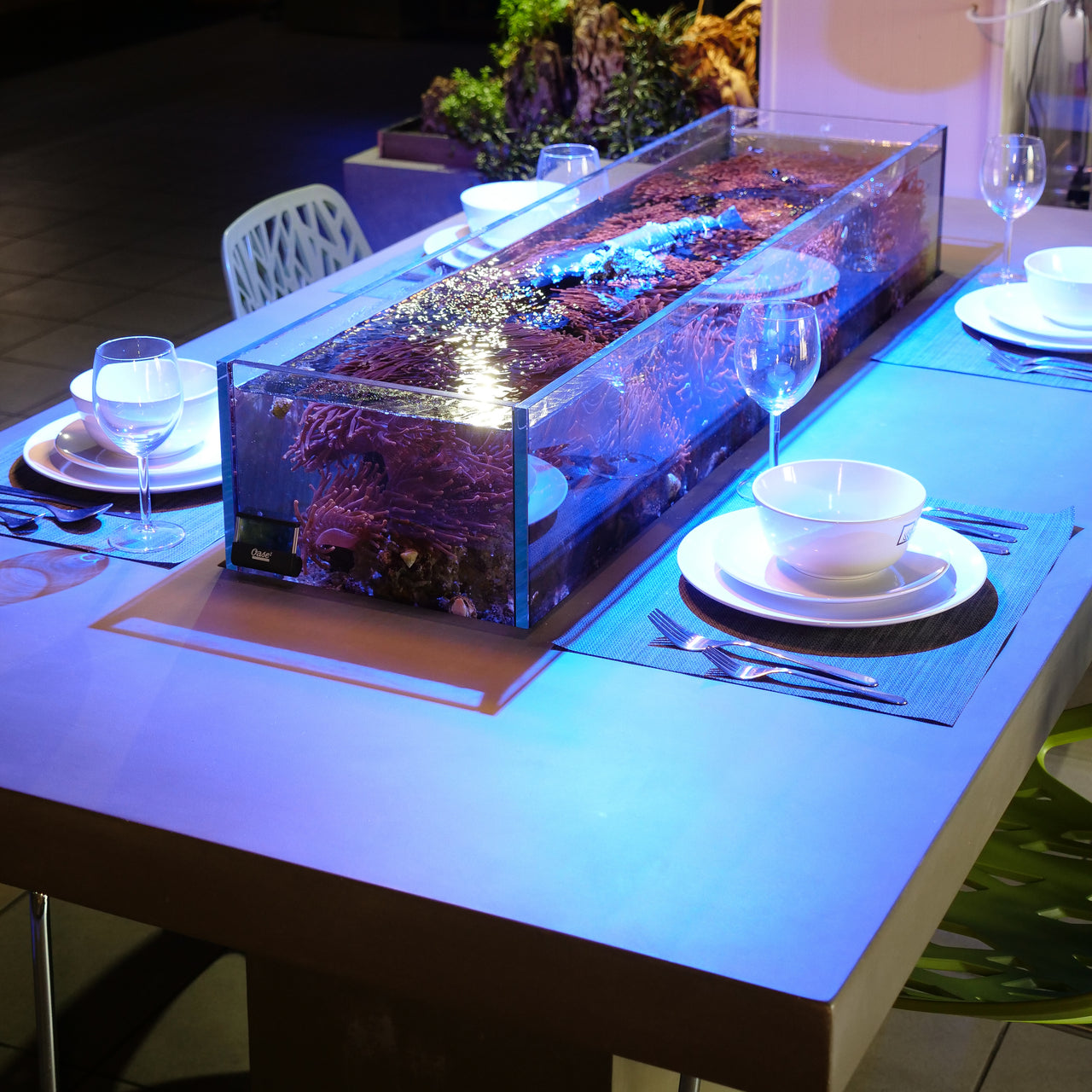 Dining Table Fish Tank