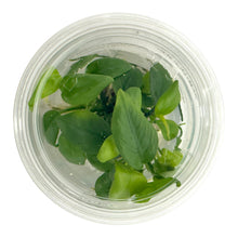 Load image into Gallery viewer, Anubias Barteri Nana Golden Tissue Culture Cup

