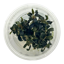 Load image into Gallery viewer, Bucephalandra Brownie Purple Tissue Culture Cup
