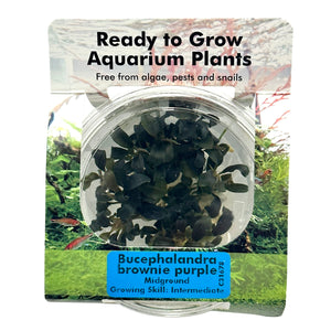 Bucephalandra Brownie Purple Tissue Culture Cup