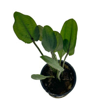Load image into Gallery viewer, Altandsberg Sword / Echinodorus sp. &quot;Altlandsberg&quot; Potted Plant
