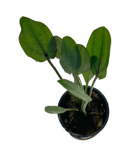 Altandsberg Sword / Echinodorus sp. "Altlandsberg" Potted Plant