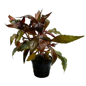 DS Alternanthera Reineckii - Potted Plant