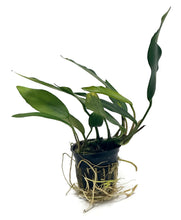 Load image into Gallery viewer, Anubias Nancon Potted Plant
