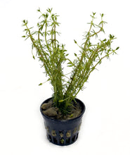 Load image into Gallery viewer, DS Bacopa Myriophylloides - Potted Plant
