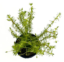 Load image into Gallery viewer, DS Bacopa Myriophylloides - Potted Plant
