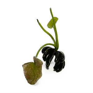 Banana Plant / Nymphoides Aquatica Single Plant