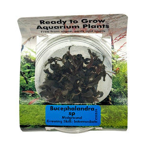 Bucephalandra sp Tissue Culture Cup