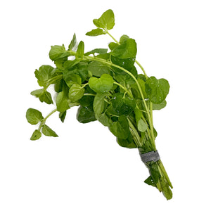 Creeping Charlie Bunched Plant
