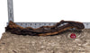 WYSIWYG #118RD - Dragon Wood (Large)