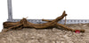 WYSIWYG #182RD - Dragon Wood (Large)