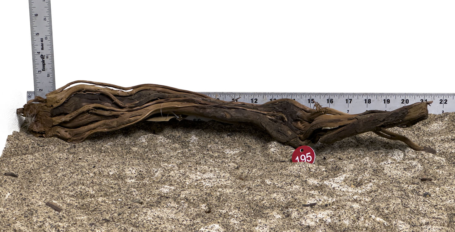 WYSIWYG #195RD - Dragon Wood (Large)