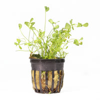 Thumbnail for Dwarf Four Leaf Clover (Marsilea Hirsuta) Potted Plant
