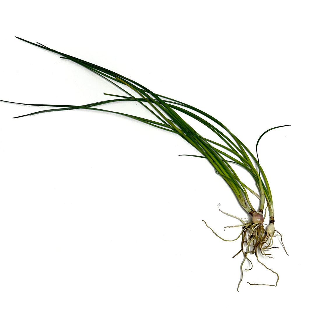 Dwarf Onion / Zephyranthes Candida Single Plant