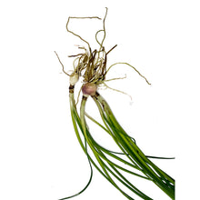 Load image into Gallery viewer, Dwarf Onion / Zephyranthes Candida Single Plant
