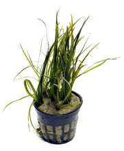 Load image into Gallery viewer, DS Echnodorus Tenellus - Potted Plant
