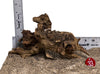 WYSIWYG #33RD - Gnarly Wood (Small)