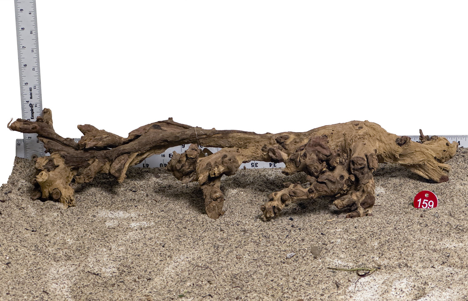 WYSIWYG #159RD - Gnarly Wood (XL)