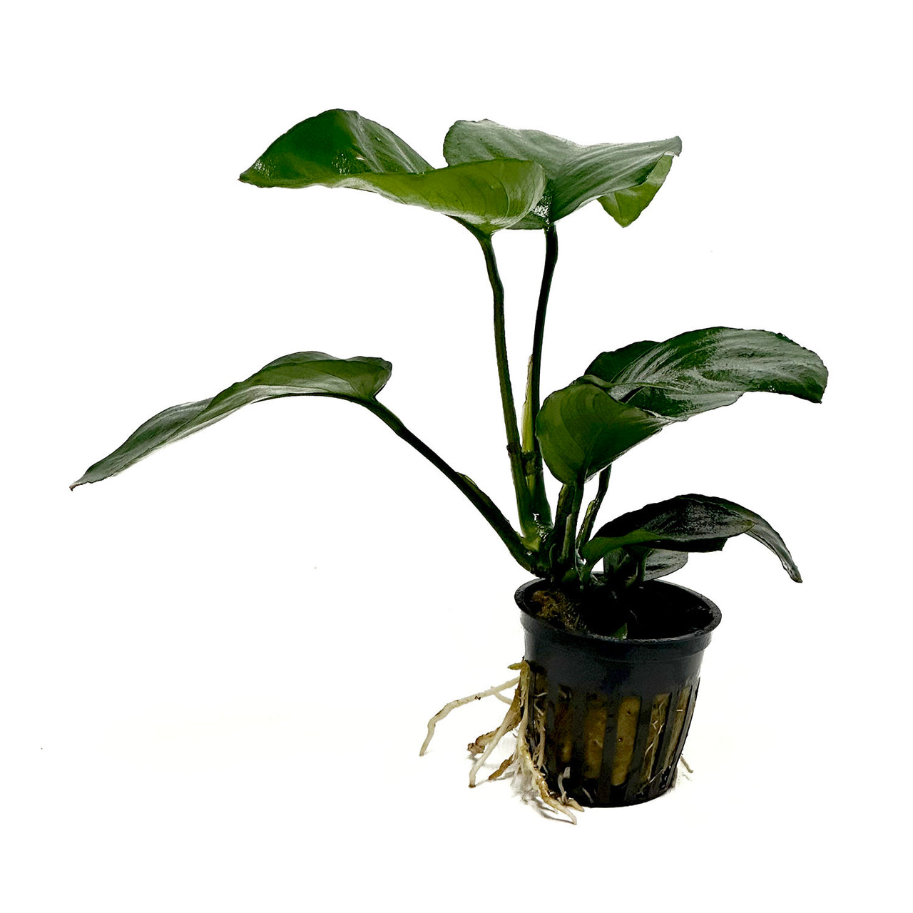 Anubias Broad Leaf Barteri Potted Plant