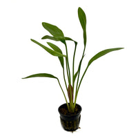 Thumbnail for Red Rubin Sword (Echinodorus 'Rubin) Potted Plant