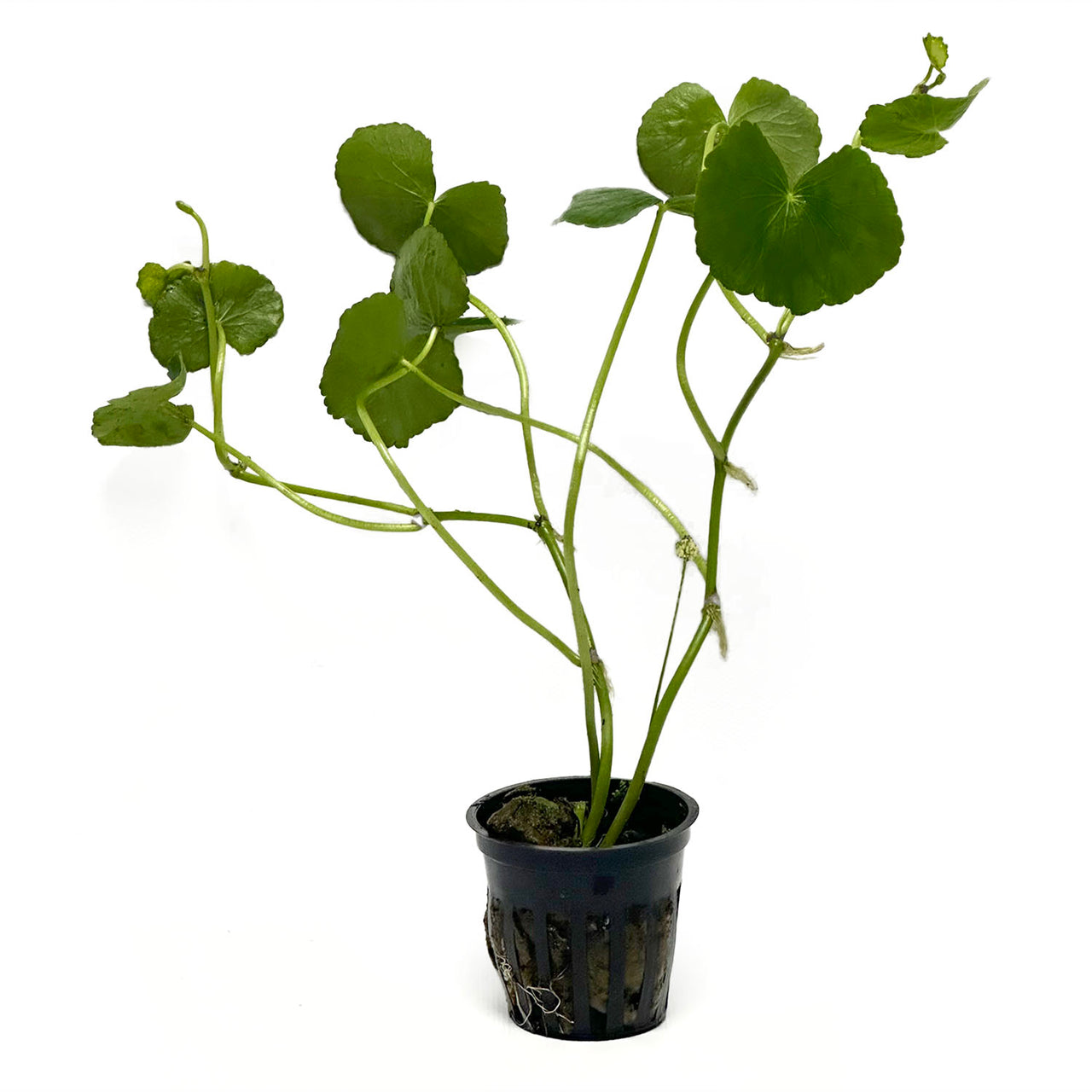 Brazilian Pennywort / Hydrocotyle Leucocephala Potted Plant