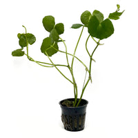 Thumbnail for Brazilian Pennywort / Hydrocotyle Leucocephala Potted Plant