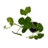 Thumbnail for Brazilian Pennywort / Hydrocotyle Leucocephala Potted Plant