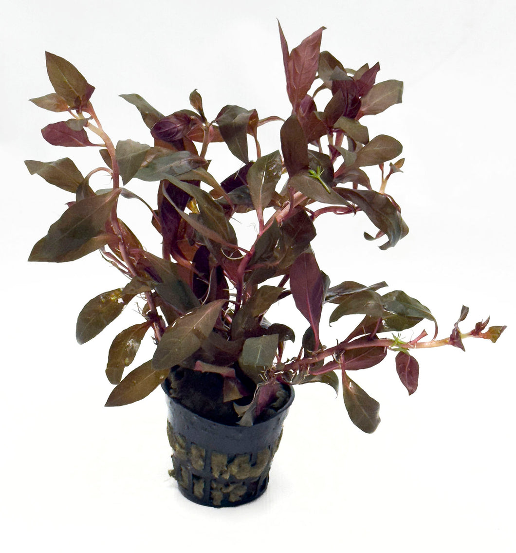 DS Ludwigia Palustris - Potted Plant