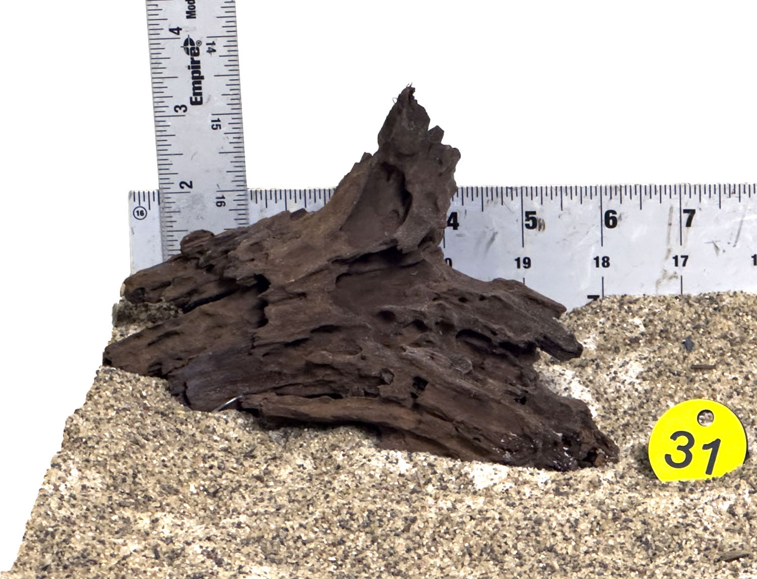 WYSIWYG #31Y - Malaysian Mangrove Wood (MINI)