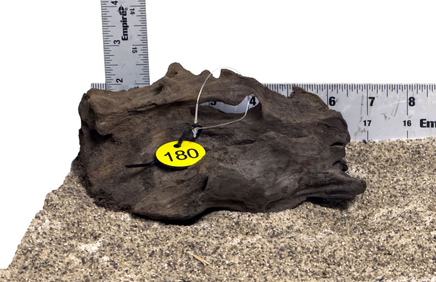 WYSIWYG #180Y - Malaysian Mangrove Wood (MINI)