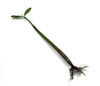 Rhizophora Mangle / Red Mangrove Pods - Single Pod