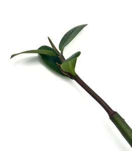 Rhizophora Mangle / Red Mangrove Pods - Single Pod